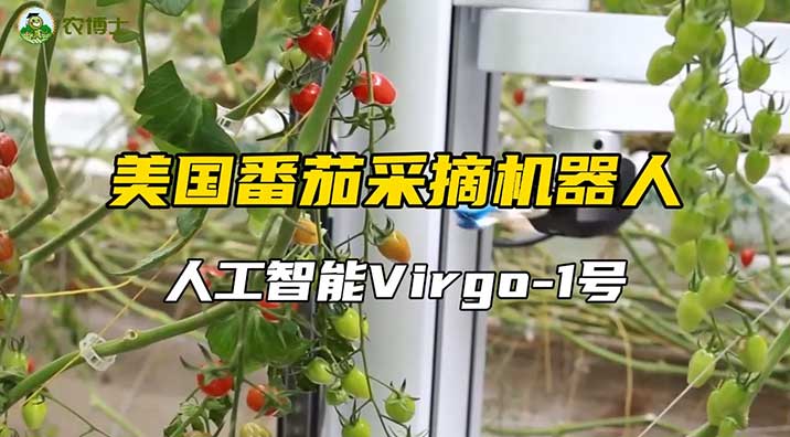 番茄采摘机器人 人工智能Virgo-1号